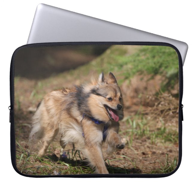 Pomeranian Running with Harness on Laptop Sleeve (Front)