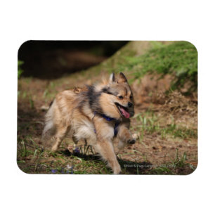 Pomeranian Running with Harness on Magnet