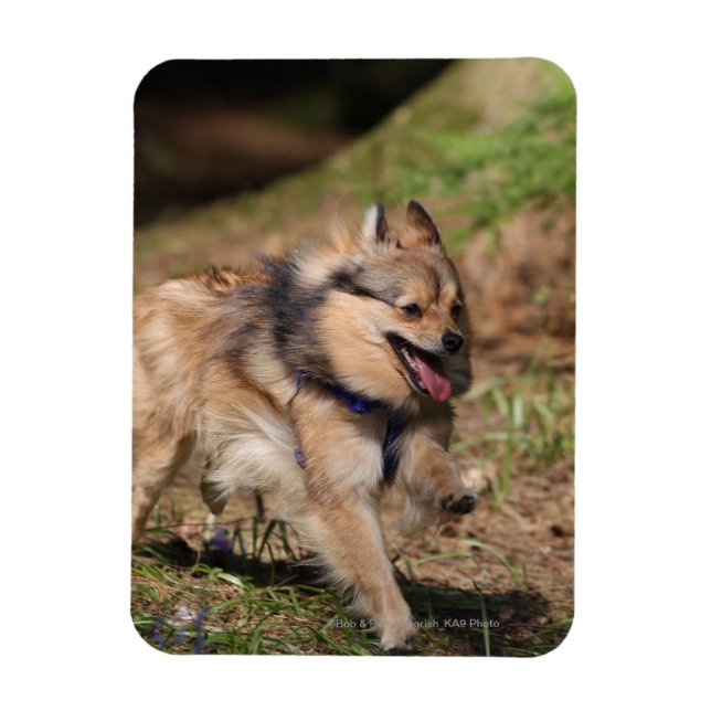 Pomeranian Running with Harness on Magnet (Vertical)