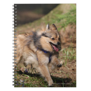 Pomeranian Running with Harness on Notebook