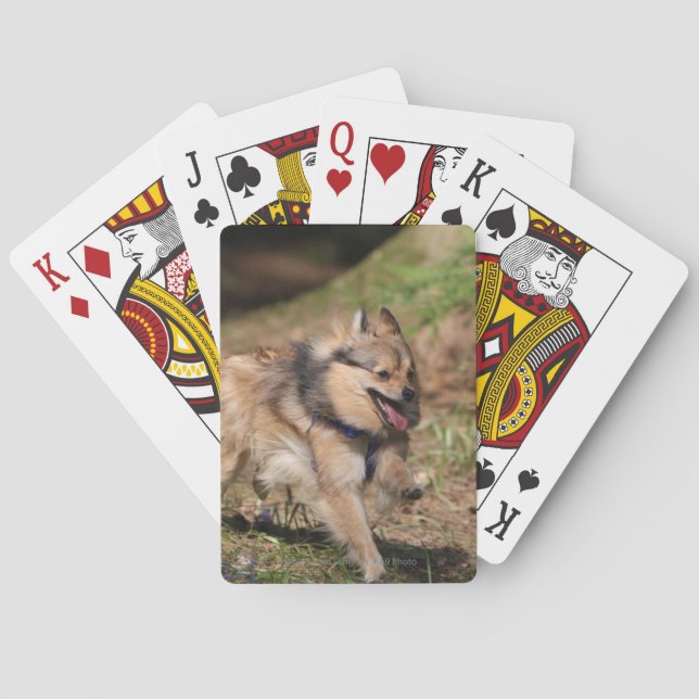 Pomeranian Running with Harness on Playing Cards (Back)
