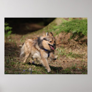 Pomeranian Running with Harness on Poster