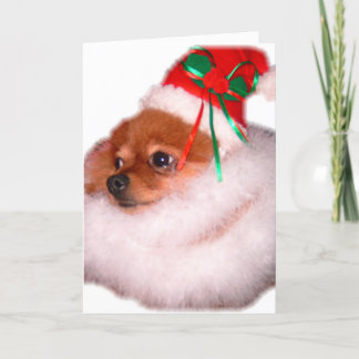 Pomeranian Santa Christmas Card