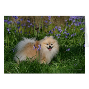 Pomeranian se tenant regardant l'appareil-photo