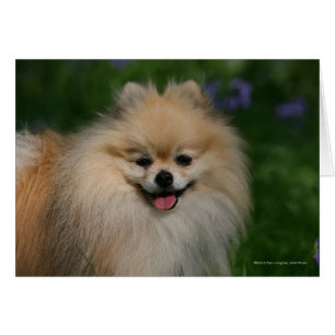Pomeranian Smiling