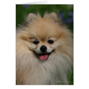 Pomeranian Smiling