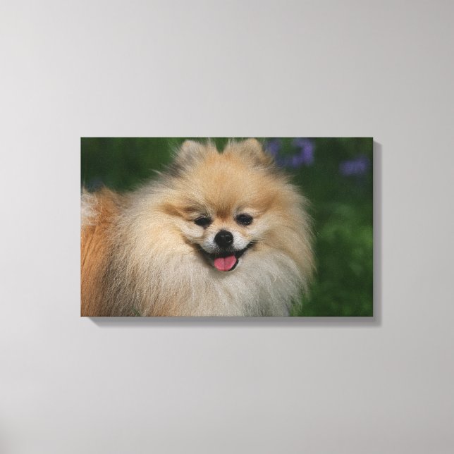 Pomeranian Smiling Canvas Print (Front)