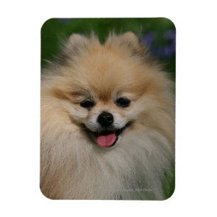 Pomeranian Smiling Magnet