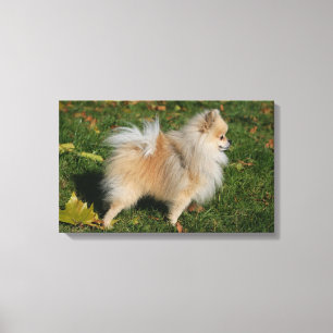 Pomeranian Standing Canvas Print