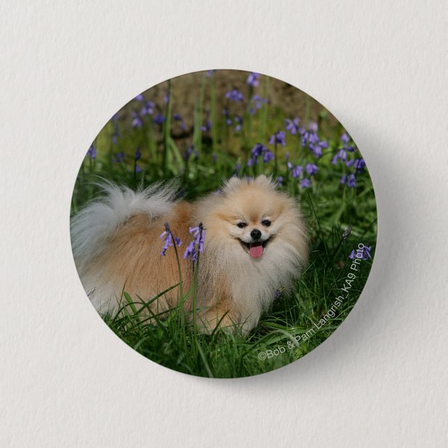 Pomeranian Standing Looking at Camera 2 Inch Round Button (Front)