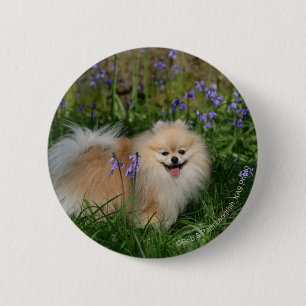 Pomeranian Standing Looking at Camera 2 Inch Round Button