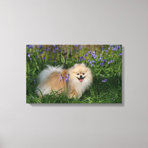 Pomeranian Standing Looking at Camera Canvas Print