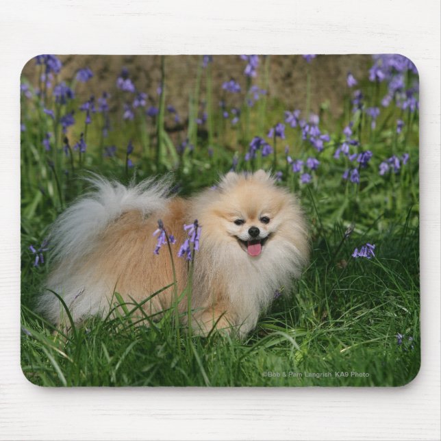 Pomeranian Standing Looking at Camera Mouse Pad (Front)