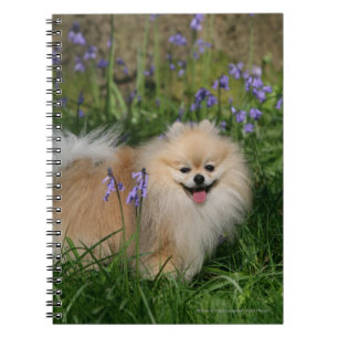 Pomeranian Standing Looking at Camera Notebook