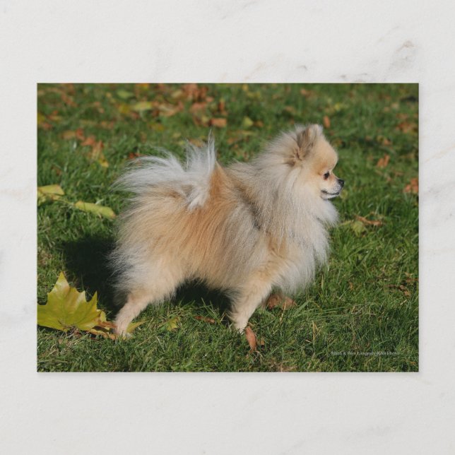 Pomeranian Standing Postcard (Front)