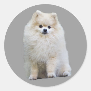 Pomeranian Sticker
