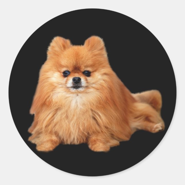 Pomeranian Sticker (Front)