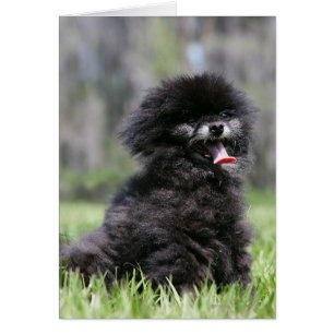Pomeranian supérieur noir