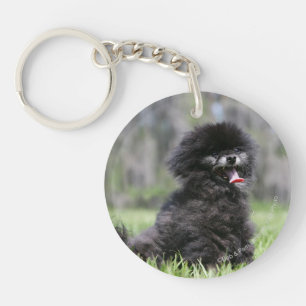 Pomeranian supérieur noir