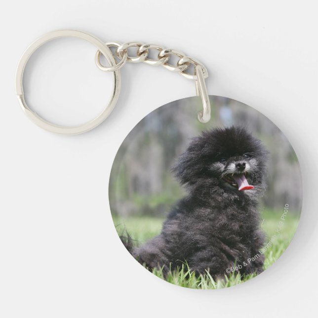 Pomeranian supérieur noir (Devant)