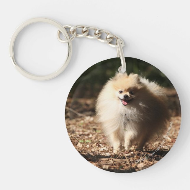 Pomeranian trottant dans le feuille tombé (Devant)