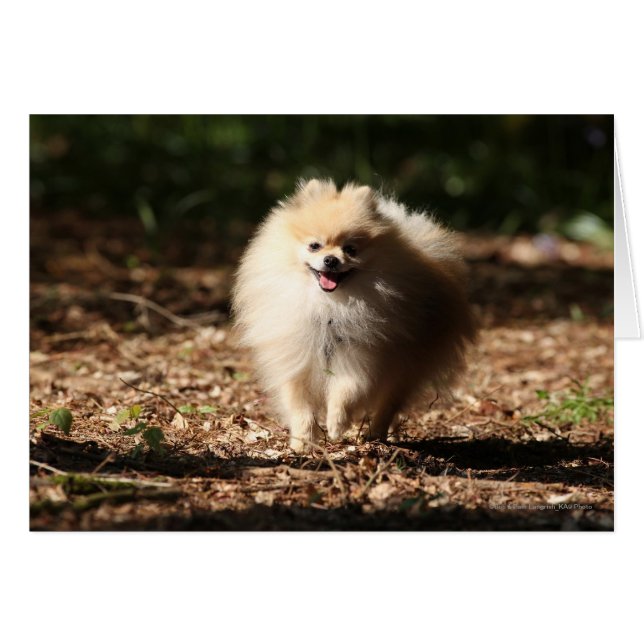 Pomeranian Trotting in the Fallen Leaves (Front Horizontal)