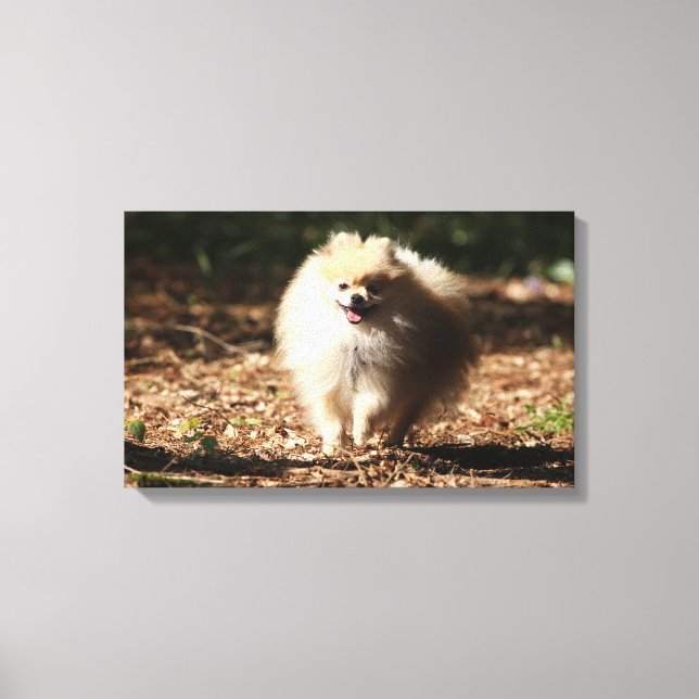 Pomeranian Trotting in the Fallen Leaves Canvas Print (Front)