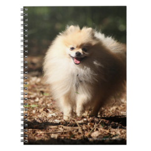 Pomeranian Trotting in the Fallen Leaves Notebook
