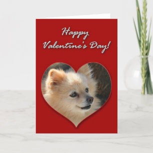 Pomeranian Valentines Day Card
