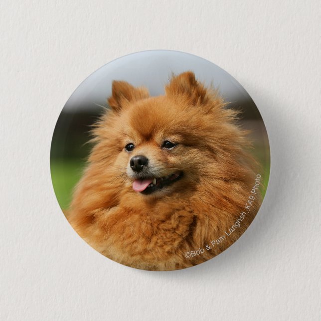 Pomeranian Watching 2 Inch Round Button (Front)