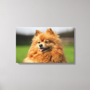 Pomeranian Watching Canvas Print