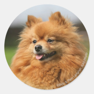 Pomeranian Watching Classic Round Sticker