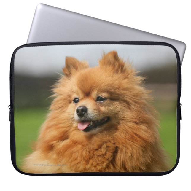 Pomeranian Watching Laptop Sleeve (Front)