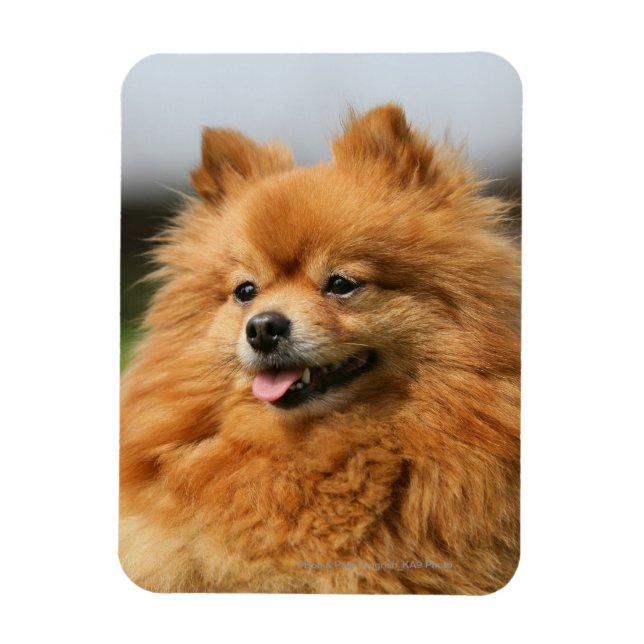 Pomeranian Watching Magnet (Vertical)