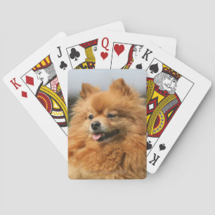 Pomeranian Watching Playing Cards