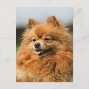 Pomeranian Watching Postcard