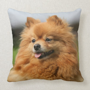 Pomeranian Watching Throw Pillow