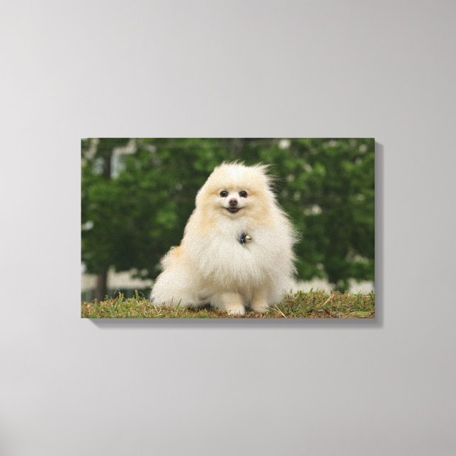 Pomeraning Sitting Canvas Print (Front)