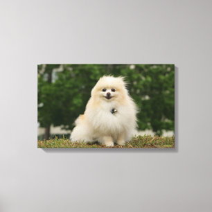 Pomeraning Sitting Canvas Print