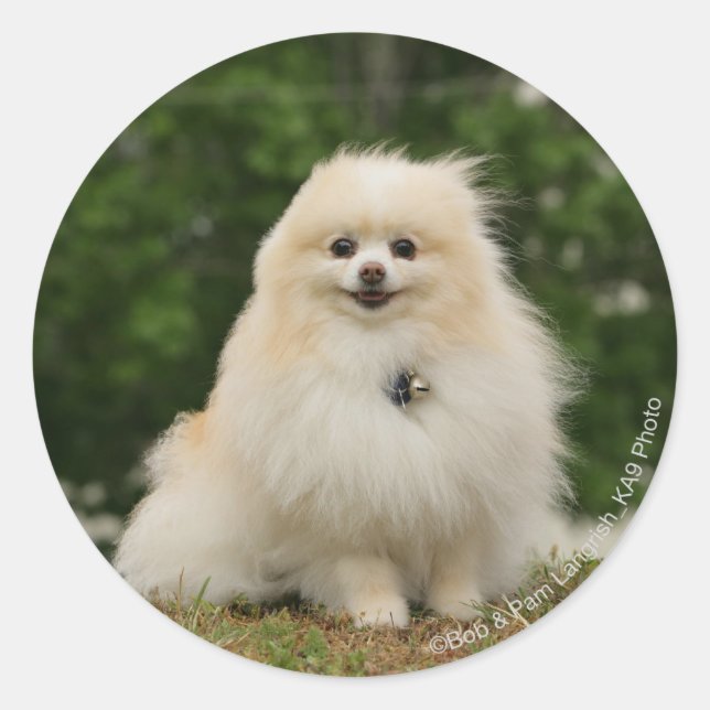 Pomeraning Sitting Classic Round Sticker (Front)