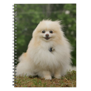 Pomeraning Sitting Notebook