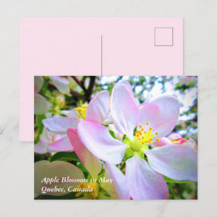 Pomme blanche rose fleurit en mai Carte postale Ca