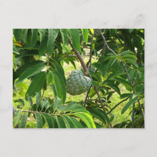 Pomme Cannelle - Martinique, FWI Postcard