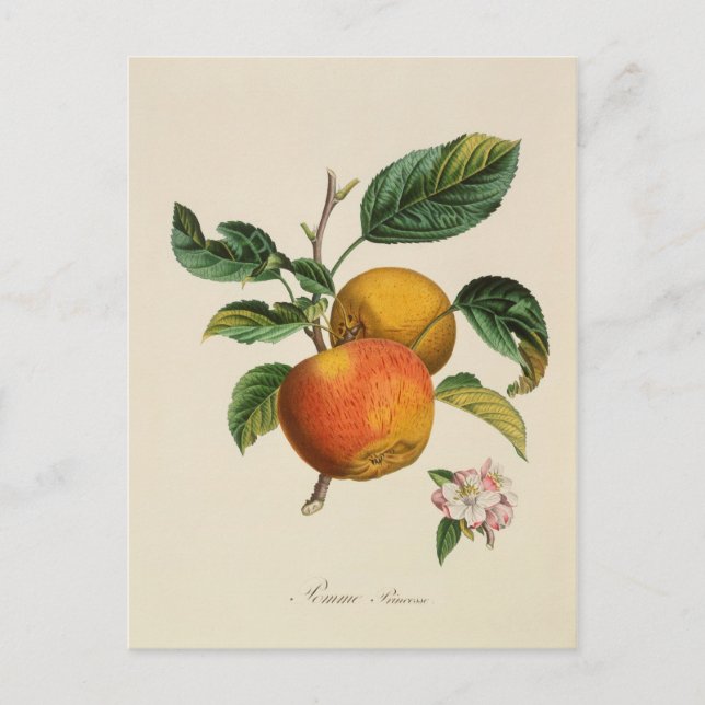 Pomme Princesse postcard (Front)