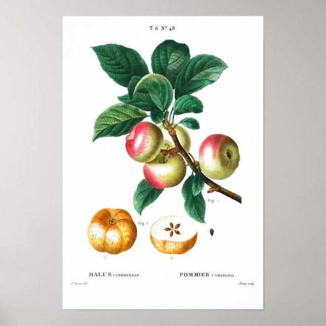 POMMES BOTANIQUES vintages REDOUTÉ POSTER (Devant)