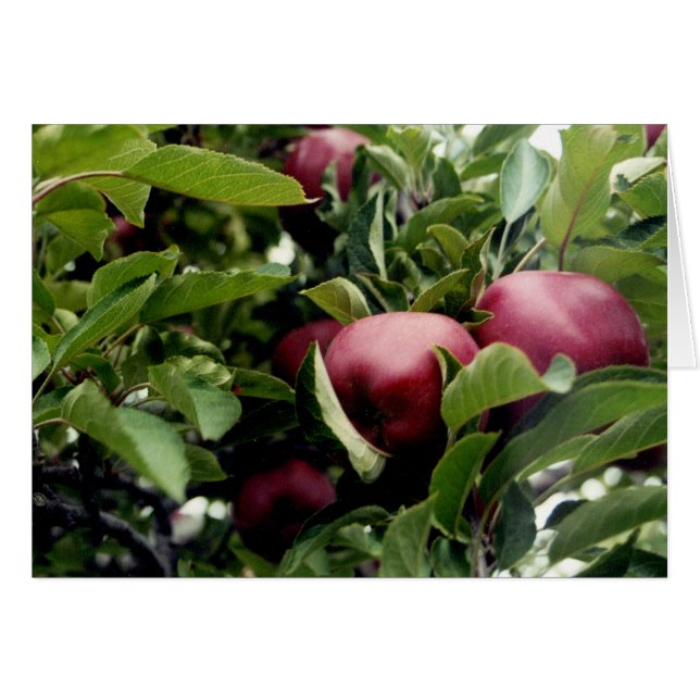 Pommes dans l'arbre (Devant horizontal)