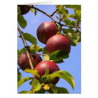 Pommes rouges