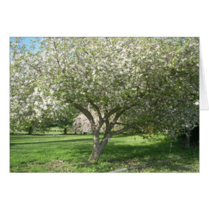 Pommier En fleur