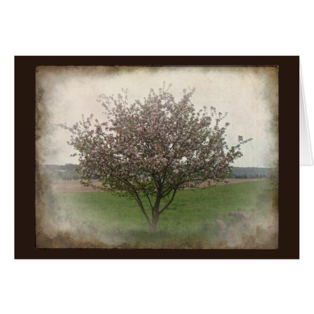 Pommier En fleur (Devant horizontal)