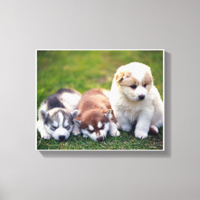 Pomsky puppies Canvas (Front)
